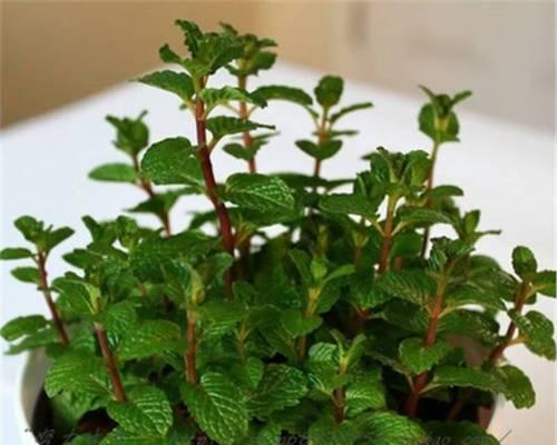 薄荷种子是什么样子的？薄荷种子的外观和特点是什么？