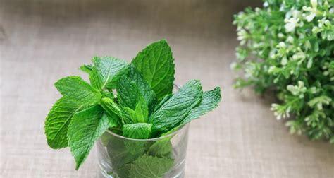 薄荷喜水还是喜旱？薄荷的养护环境要求是什么？