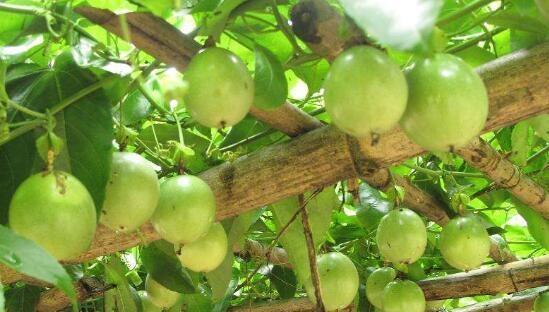 百香果什么时候种植最好？百香果的最佳种植时间是什么？