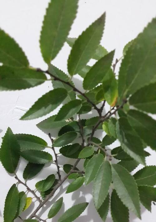 白色树皮的树有哪些？哪些树的树皮是白色的？