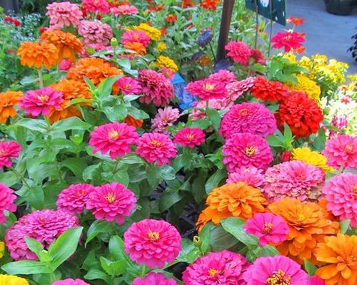 百日草一年四季开花吗？百日草的开花频率是什么？