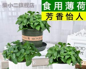 薄荷叶子发黄怎么办？解决薄荷叶子发黄的方法是什么？