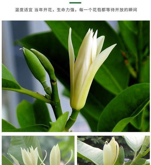 白兰花几月份开花？白兰花的花期是什么时候？