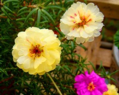 半枝莲什么时候开花？半枝莲的花期是什么时候？