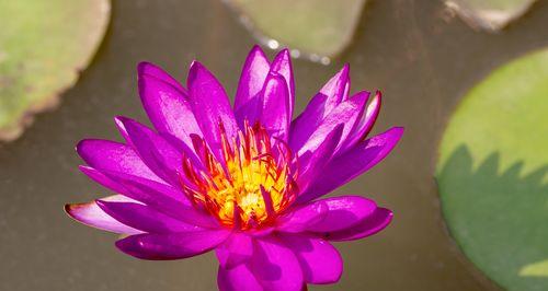 不同颜色睡莲的花语是什么？睡莲花语有哪些含义？