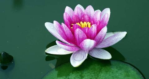 不同颜色睡莲的花语是什么？睡莲花语有哪些含义？