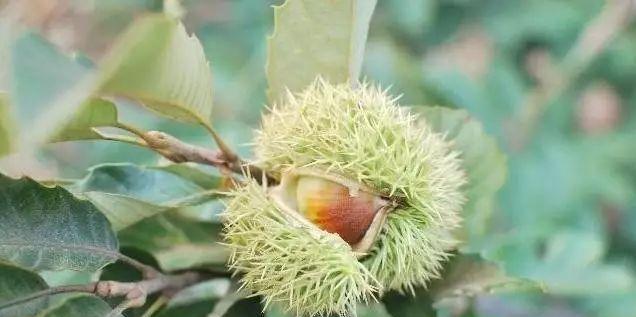 板栗是种子植物吗？板栗的分类是什么？