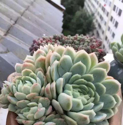 灿烂多肉怎么养长的好？灿烂多肉的养殖技巧是什么？