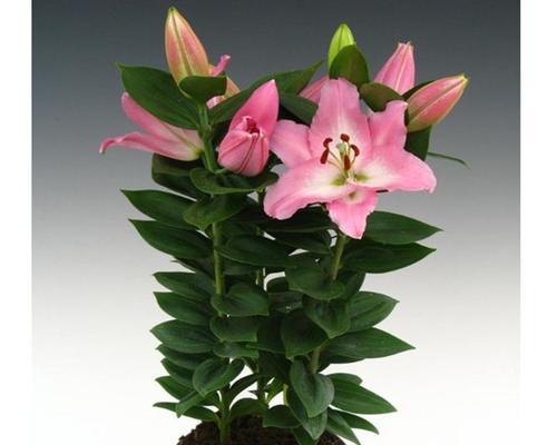 百合球几月份种植合适？百合球的最佳种植时间是什么？