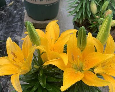 百合球几月份种植合适？百合球的最佳种植时间是什么？