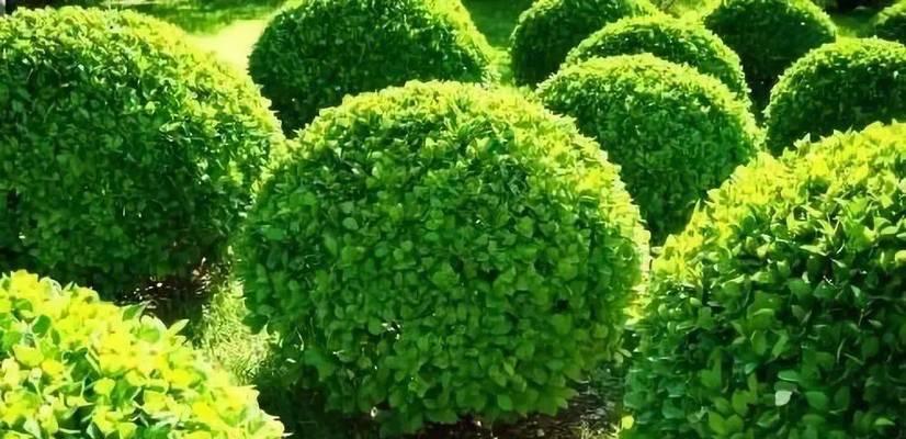北方适合种什么树？北方适合种植的树木种类是什么？