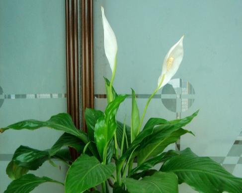 白掌花期是什么时候？白掌的花期有多长？