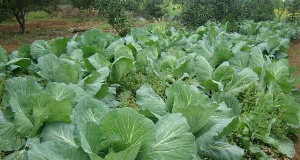 包菜种植时间和方法是什么？包菜的种植技巧是什么？