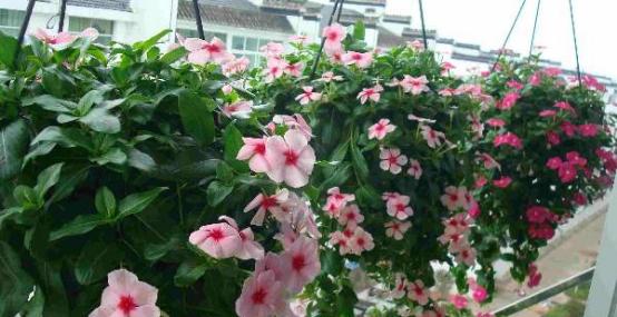 矮牵牛四季开花吗？矮牵牛的开花频率是什么？