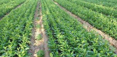 白术几月份种植合适？白术的最佳种植时间是什么？
