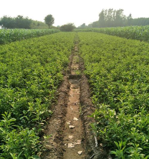 白术几月份种植合适？白术的最佳种植时间是什么？