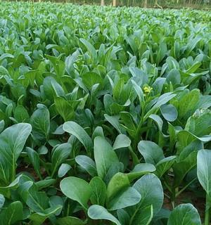 菜心种植时间和方法是什么？菜心的种植技巧是什么？
