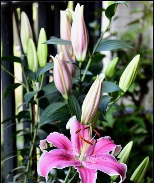 百合花有几种颜色？百合花的颜色特点是什么？