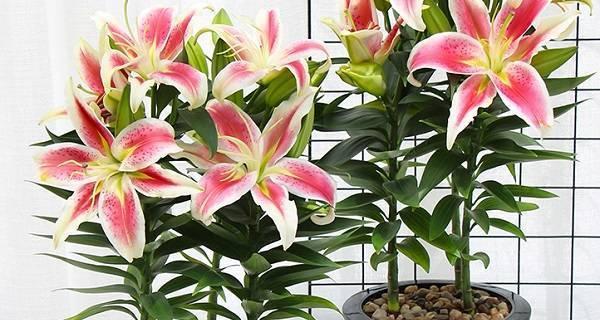 百合花好养吗？百合花的养殖方法和养护要点是什么？