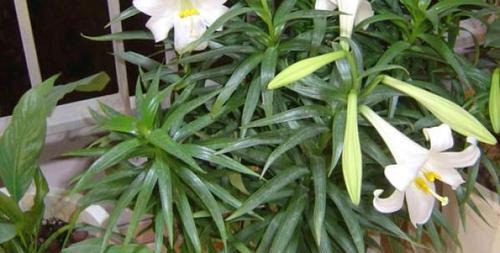 百合花好养吗？百合花的养殖方法和养护要点是什么？