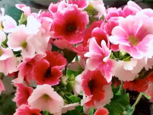 报春花耐寒多少度？报春花的耐寒性如何？