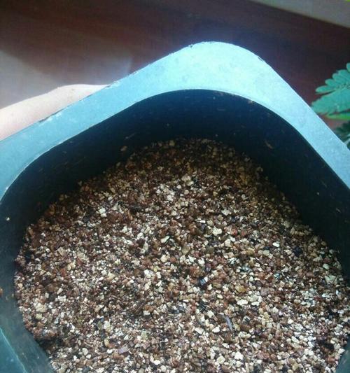 捕蝇草种子怎么种植？捕蝇草种子的种植方法是什么？