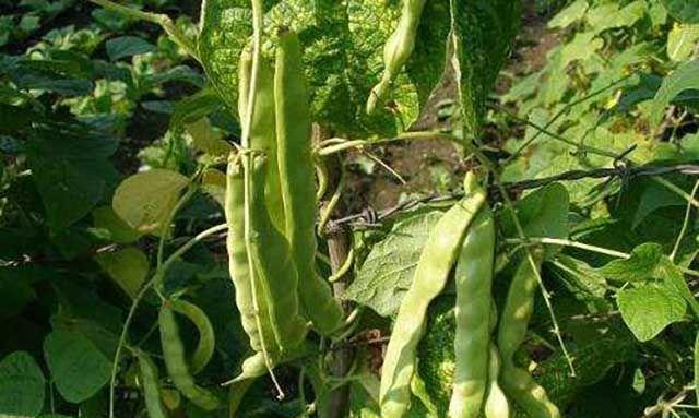 北方芸豆几月份种植合适？北方芸豆的最佳种植时间是什么？