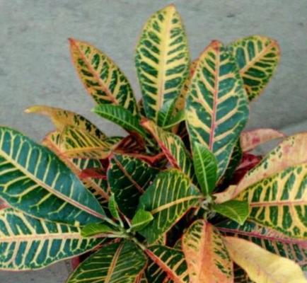 彩叶植物有哪些？适合种植的彩叶植物种类是什么？