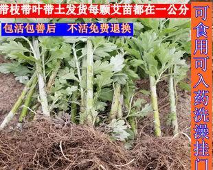 艾草可以净化空气吗？艾草有吸甲醛的作用吗？