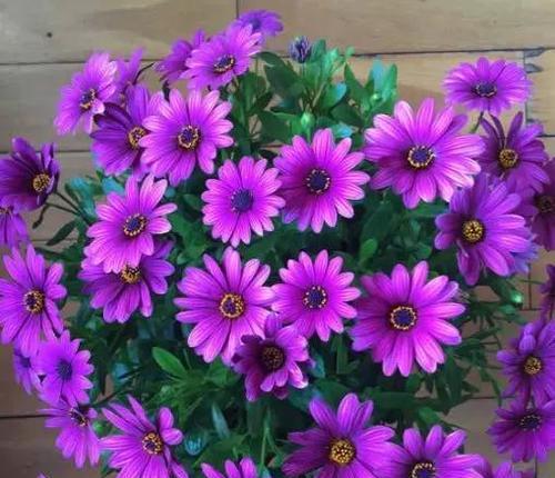 表示心动的花花语是代表心动的花？心动的花的花语是什么？