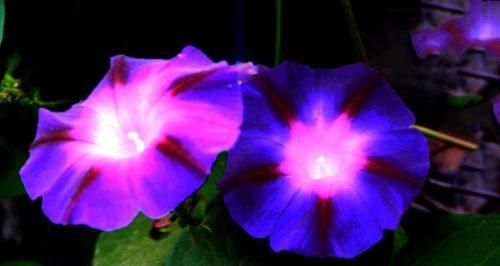 牵牛花的花语是什么？牵牛花的寓意是什么？