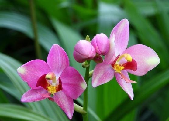 兰花花语是什么？兰花的寓意是什么？