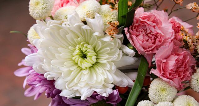 菊花代表什么象征意义？菊花的花语是什么？