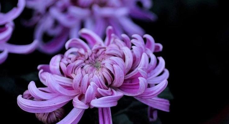 菊花代表什么象征意义？菊花的花语是什么？