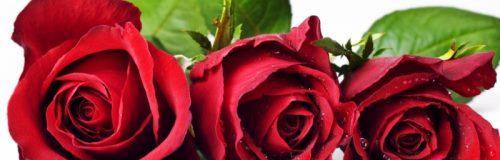 玫瑰花数量代表什么意义？不同数量玫瑰花的寓意是什么？