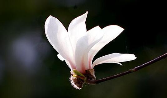 白玉兰花语是什么？白玉兰的寓意是什么？