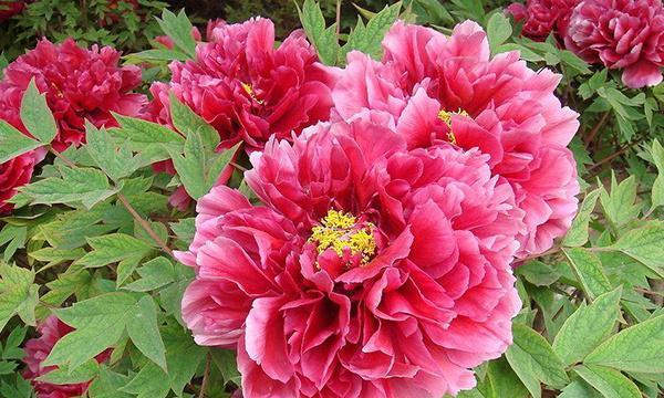 牡丹花的寓意和花语是什么？牡丹花的寓意是什么？