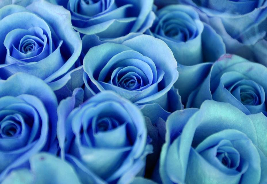 各种颜色玫瑰花语是什么？不同颜色玫瑰花的寓意是什么？