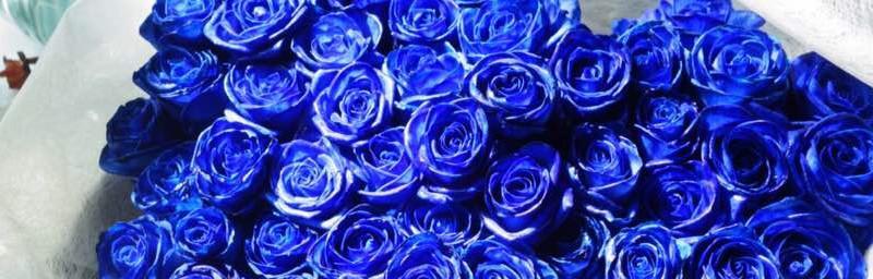 各种颜色玫瑰花语是什么？不同颜色玫瑰花的寓意是什么？
