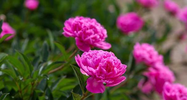 芍药花寓意是什么？芍药花的寓意是什么？