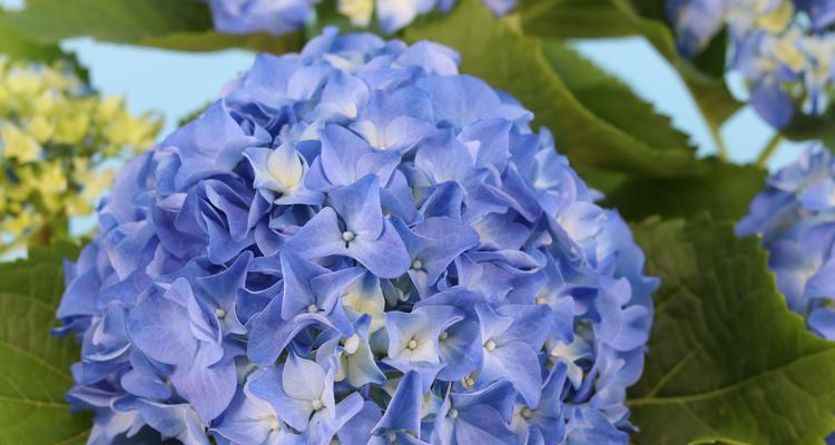 蓝色绣球花的寓意是什么？蓝色绣球花的寓意是什么？