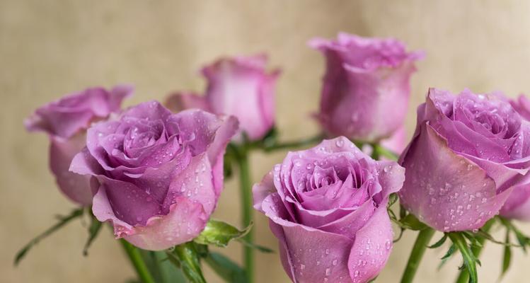 玫瑰花的含义是什么？玫瑰花的象征意义是什么？