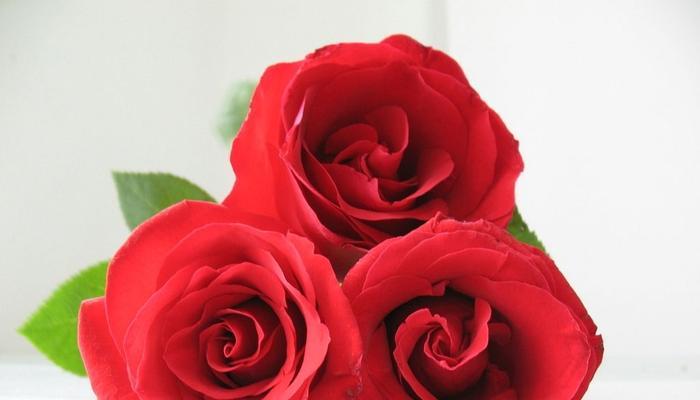 44朵玫瑰花代表意思是什么？44朵玫瑰的寓意是什么？