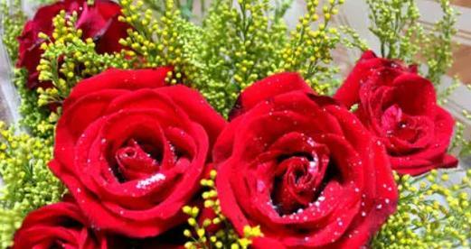 各种玫瑰花的代表寓意是什么？不同玫瑰花的寓意是什么？