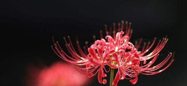 代表死亡的花的名称是什么？代表死亡的花有哪些？