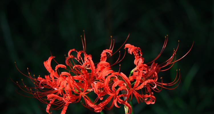 石蒜花的寓意是什么意思？石蒜花的寓意是什么？