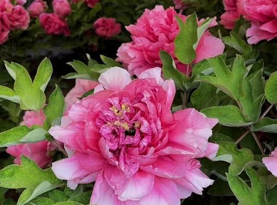 牡丹花语象征与寓意是什么？牡丹花的寓意是什么？