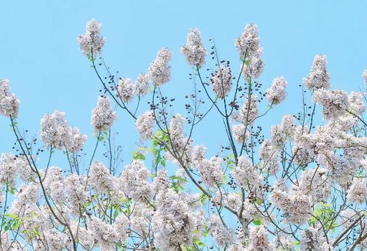 泡桐花的花语是什么？泡桐花的传说是什么？