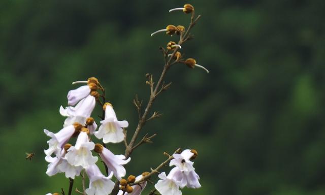 泡桐花的花语是什么？泡桐花的传说是什么？