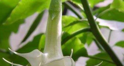 绿色曼陀罗花语是什么？绿色曼陀罗的寓意是什么？